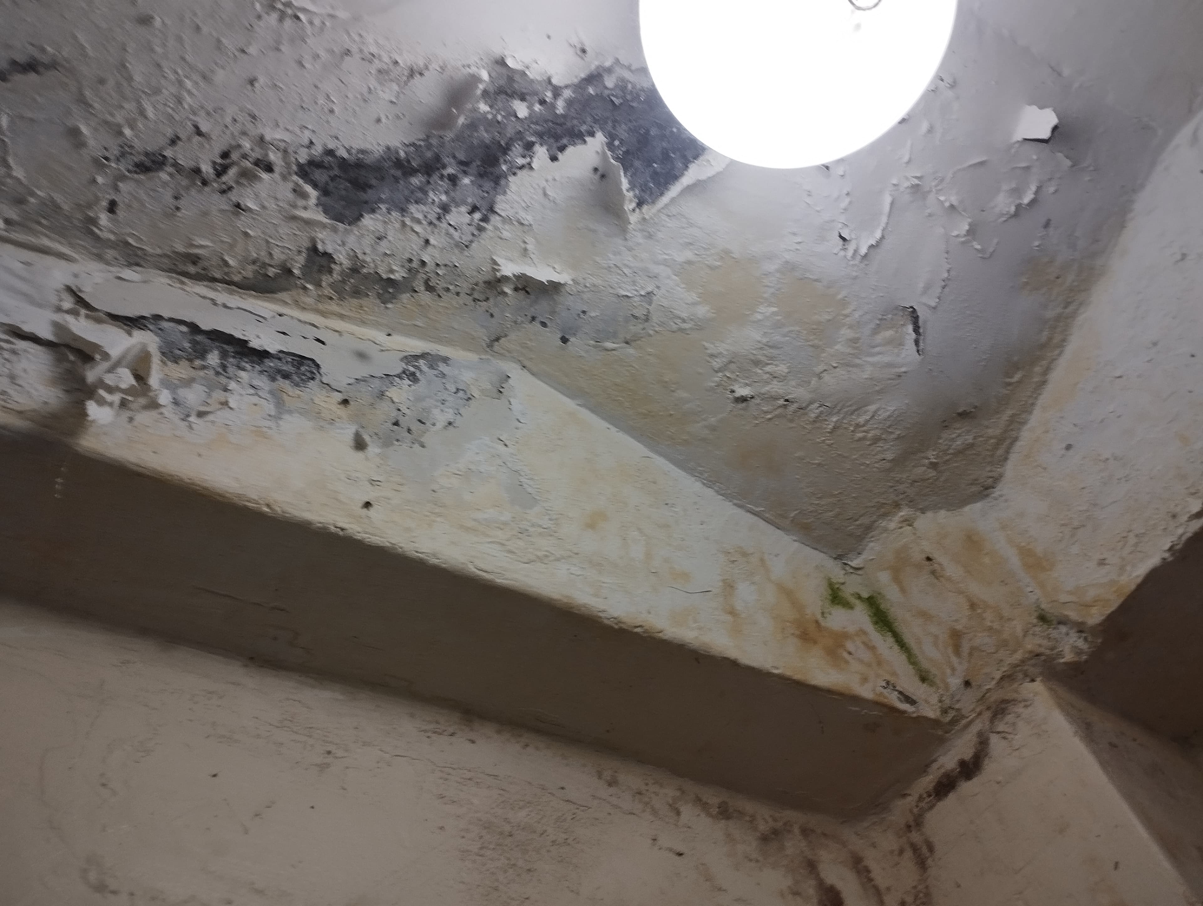 About MoldGuard Kenya